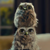 Sweeet Owls