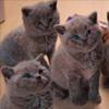 Sweeet Kittens