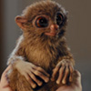 Sweeet Monkey