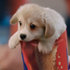 Sweeet Puppies
